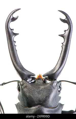 Coléoptères (Prosopocoilus spp.) Gros plan de manibles, se produit en Asie du Sud-est. Banque D'Images