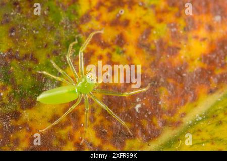 Araignée sauteuse verte Magnolia (Lyssomanes viridis) Pérou. Banque D'Images