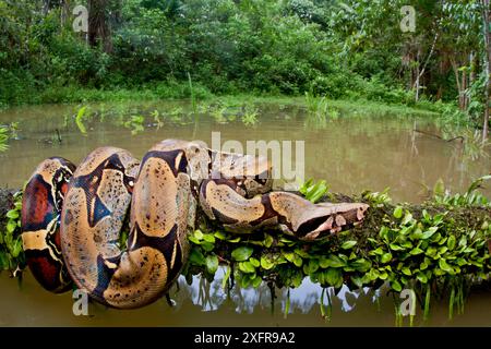 Boa à queue rouge constrictor (Boa constrictor) sur arbre tombé au-dessus de l'eau, Parc national de Yasuni, Orellana, Équateur. Banque D'Images