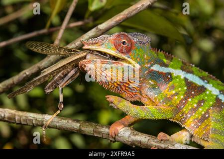 Panther caméléon (Furcifer pardalis) se nourrissant de sauterelle, Madagascar Banque D'Images