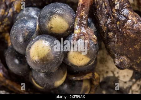 Salamandre des grottes de Strinatii (Speleomantes strinatii) oeufs protégés par la femelle au fur et à mesure de leur développement. Conditions contrôlées. Gênes, Italie, avril. Banque D'Images