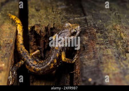 Salamandre de la grotte de Strinatii (Speleomantes strinatii) Italie Banque D'Images