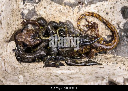 Salamandre des grottes de Strinatii (Speleomantes strinatii) femelle protégeant ses larves au fur et à mesure qu'elles se développent. Conditions contrôlées. Gênes, Italie Banque D'Images