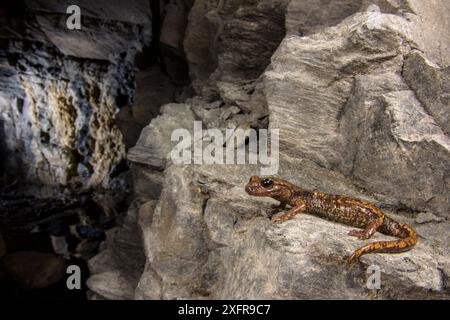 Salamandre de la grotte de Strinati (Speleomantes strinatii), femelle adulte dans la grotte, Gênes, Italie Banque D'Images