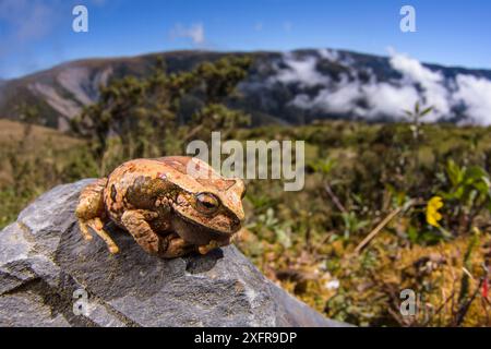 Grenouille marsupiale d'Abra acanacu (excubitor de Gastrotheca) Parc national de Manu, Pérou Banque D'Images