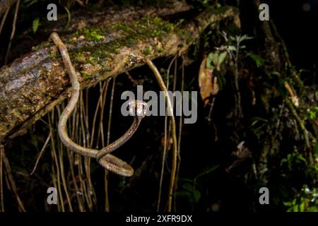 Blunthead Slug Snake (Aplopeltura boa) Mulu National Park, Sabah, Bornéo Banque D'Images