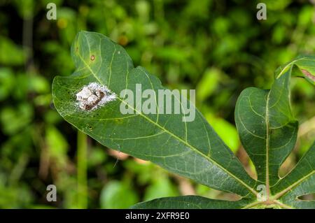 Araignée tombant les oiseaux (Phrynarachne decipiens) camouflée sur le web pour ressembler à des excréments d'oiseaux, Bornéo. Banque D'Images