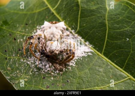 Araignée tombant les oiseaux (Phrynarachne decipiens) camouflée sur le web pour ressembler à des excréments d'oiseaux, Bornéo. Banque D'Images