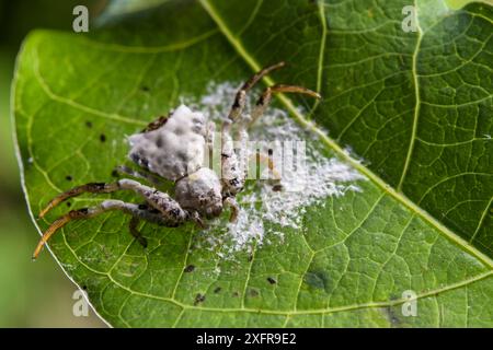 Araignée tombant les oiseaux (Phrynarachne decipiens) camouflée sur le web pour ressembler à des excréments d'oiseaux, Bornéo. Banque D'Images