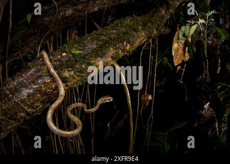 Blunthead Slug Snake (Aplopeltura boa) Mulu National Park, Sabah, Bornéo Banque D'Images