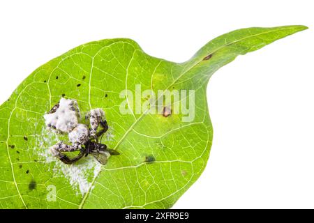 Araignée tombant les oiseaux (Phrynarachne decipiens) camouflée sur toile sur feuille pour imiter les excréments des oiseaux, Bornéo. Banque D'Images