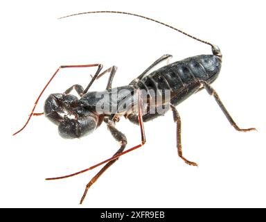 Scorpion fouet géant (Mastigoproctus giganteus) sur fond blanc. Banque D'Images