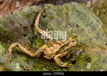 Grenouille marsupiale Abra Acanacu (Gastrotheca excubitor) mourant d'une crise cardiaque causée par le champignon chytride (Batrachochytrium dendrobatidis) Pérou. Banque D'Images
