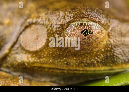 Carte Treefrog (Hypsiboas geographicus) reposant avec ses yeux déguisés par sa 'carte' sur la membrane. Station biologique Villa Carmen, Pérou Banque D'Images