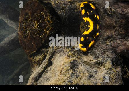 Salamandre de feu (Salamandra salamandra) donnant naissance à sa larve, Italie, avril. Banque D'Images