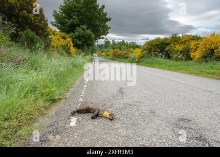 Martre de pin (Martes martes) mâle tué sur la route. Black Isle, Écosse, Royaume-Uni. Juin 2017. Banque D'Images