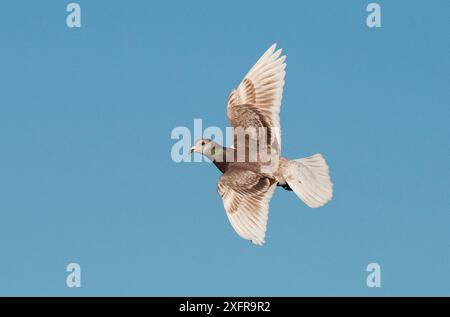 Pigeon voyageur (Columba Livia domestica) en vol. Alentejo, Portugal, avril. Banque D'Images