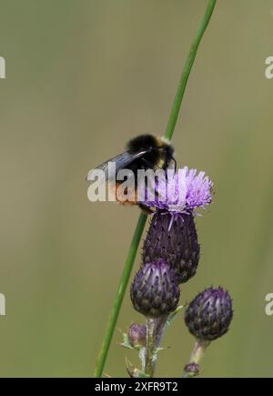 Bourdon à queue rouge (Bombus lapidarius) se nourrissant de nectar d'une fleur de chardon. Druridge Bay, Northumberland, Angleterre, Royaume-Uni, juillet. Banque D'Images