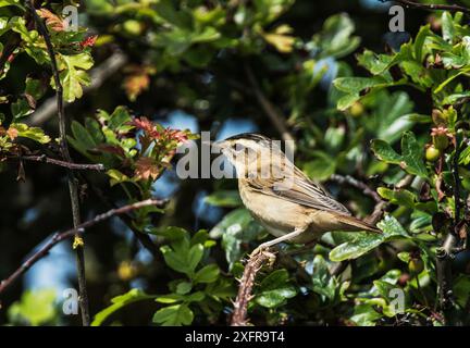 Paruline (Acrocephalus schoenobaenus) perchée dans un buisson d'aubépine. Druridge Bay, Northumberland, Angleterre, Royaume-Uni, juillet. Banque D'Images