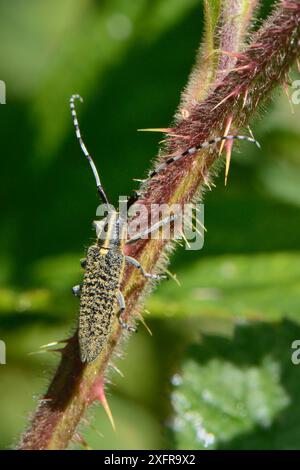 Longhorn grise à floraison dorée / Chardon longhorn coléoptère (Agapanthia villosoviridescens) sur tige de bramble, Wiltshire, Royaume-Uni, mai. Banque D'Images