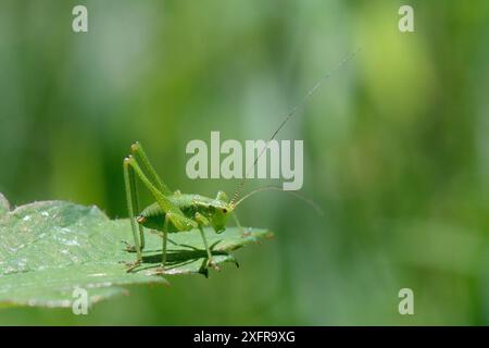 Nymphe mouchetée de cricket de brousse (Leptophyes punctatissima) debout sur une feuille, Wiltshire, Royaume-Uni, juillet. Banque D'Images