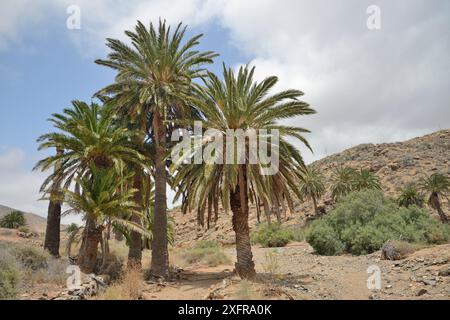 Palmiers dattiers des îles Canaries (Phoenix canariensis) à côté du lit sec de la rivière, Vega de Rio Palmas, Fuerteventura, îles Canaries, juin. Banque D'Images