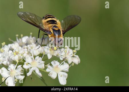 Downland villa mouche d'abeille (Villa cingulata) se nourrissant de fleurs d'huissier commun (Heracleum sphondylium), Wiltshire, Royaume-Uni, juillet, espèces localement menacées. Banque D'Images