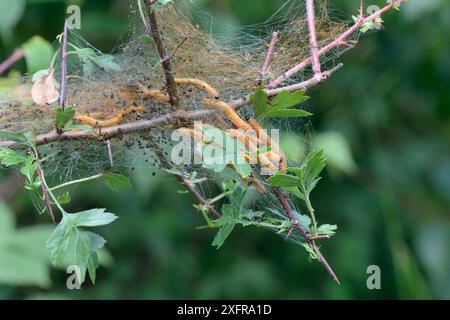 Larves de scies de poire sociales (Neurotoma saltuum) se nourrissant dans une tente de soie sur des feuilles d'aubépine (Crataegus monogyna) près de Trowbridge, Wiltshire, Royaume-Uni, juin. Banque D'Images