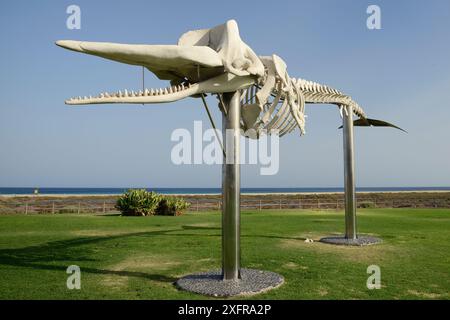 Squelette d'un cachalot (Physeter macrocephalus) sur le front de mer à Jandia Playa, l'une des nombreuses baleines échouées exposées autour de Fuerteventura par le projet 'Senda de los cétaceos' (chemin des cétacés), pour mettre en évidence les menaces pour la vie océanique, Fuerteventura, mai. Banque D'Images