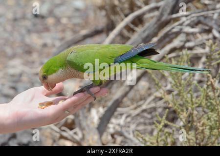 Perruche moine (Myiopsitta monachus) mangeant des arachides dans la main d'un touriste, Fuerteventura, îles Canaries, mai. Banque D'Images