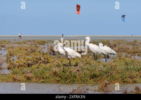 Trois cuillères eurasiennes (Platalea leucorodia) reposant sur une petite île végétalisée dans la lagune de Sotavento avec de nombreux kite surfeurs en arrière-plan, Fuerteventura, Canaries, mai. Banque D'Images