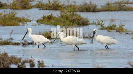 Trois spatules eurasien (Platalea leucorodia) Ensemble de nourriture dans les marais, lagune de Sotavento, Fuerteventura, Îles Canaries, mai. Banque D'Images