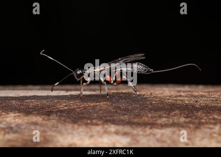 Guêpe ichneumonide (Xorides péniculus) - femelle Banque D'Images