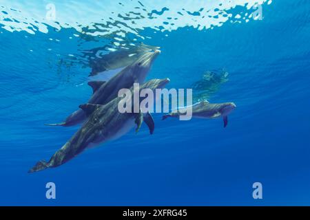 Le grand dauphin commun, Tursiops truncatus, photographié sur le banc des Bahamas. Banque D'Images