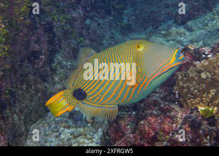 Le poisson-gâteau orangé ou le poisson-gâteau orangé rayé, Balistapus undulatus, se nourrit de coraux, de crabes et d’invertébrés, Guam, Micronésie, Mariana Is Banque D'Images