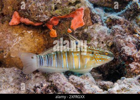 Le gobie à baguettes, Amblygobius phalaena, est également connu sous le nom de gobie à barreaux blancs, Guam, Micronésie, Îles Mariannes, mer des Philippines. Banque D'Images