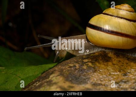 Escargot partir à l'aventure et vivre sa meilleure vie Banque D'Images