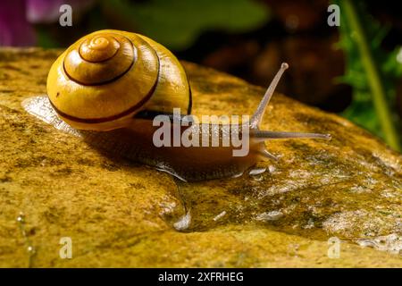 Escargot partir à l'aventure et vivre sa meilleure vie Banque D'Images