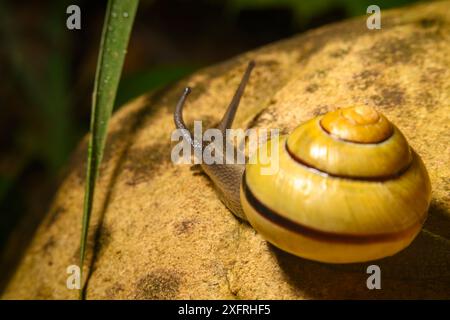 Escargot partir à l'aventure et vivre sa meilleure vie Banque D'Images