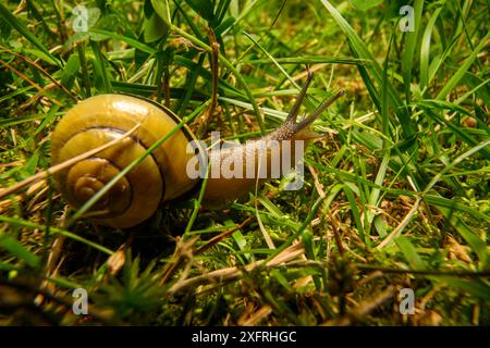 Escargot partir à l'aventure et vivre sa meilleure vie Banque D'Images