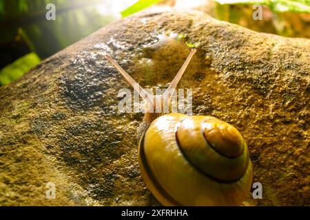 Escargot partir à l'aventure et vivre sa meilleure vie Banque D'Images