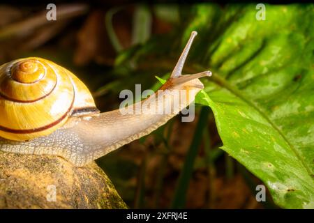 Escargot partir à l'aventure et vivre sa meilleure vie Banque D'Images