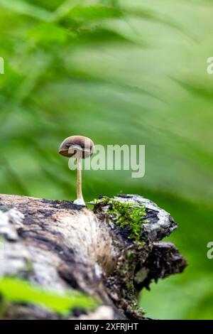 Champignon solitaire poussant à partir de bûche avec fond vert tendre - Brevard, Caroline du Nord, États-Unis Banque D'Images