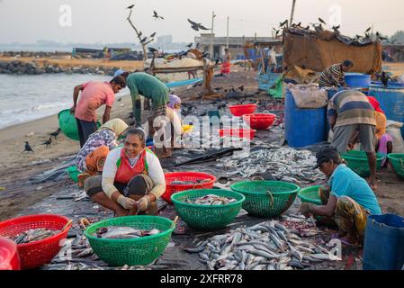 NEGOMBO, Sri LANKA - 03 FÉVRIER 2020 : les femmes trient le poisson pêché sur le marché aux poissons de Negombo tôt le matin Banque D'Images