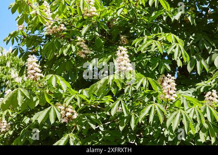 Branche châtaigne sur le fond de feuilles vertes luxuriantes, gros plan. Fleurs de châtaignes au printemps. Mise au point sélective, arrière-plan flou Banque D'Images