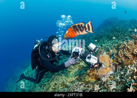 Cet adulte à poitrine rouge wrasse, Cheilinus fasciatus, regarde un plongeur (MR) avec un système de boîtier d'appareil photo Ikelite photographiant une anémone et clow Banque D'Images