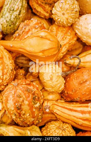 Citrouilles de différentes formes et tailles. Produit issu de l'agriculture biologique. Fruits de couleur orange fraîchement récoltés. Banque D'Images