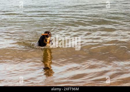 Allemand Shepard Collie cross chien nager et jouer avec un bâton dans les vagues s'amuser sur une plage dans le comté de Down Banque D'Images