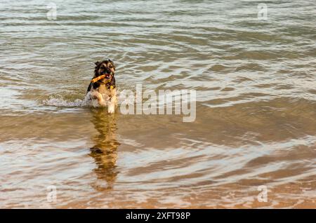 Allemand Shepard Collie cross chien nageant et jouant avec un bâton dans les vagues sur une plage dans le comté de Down Banque D'Images