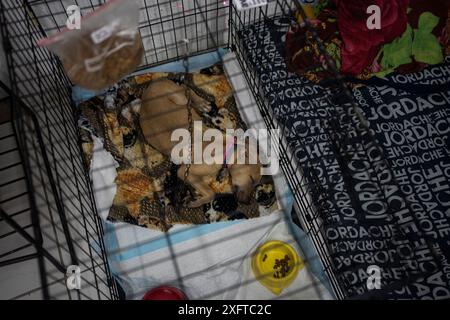 Tulum, Mexique. 04 juillet 2024. Un chien est placé dans un abri temporaire pour le protéger des effets de l'ouragan Béryl. Crédit : Felix Marquez//dpa/Alamy Live News Banque D'Images